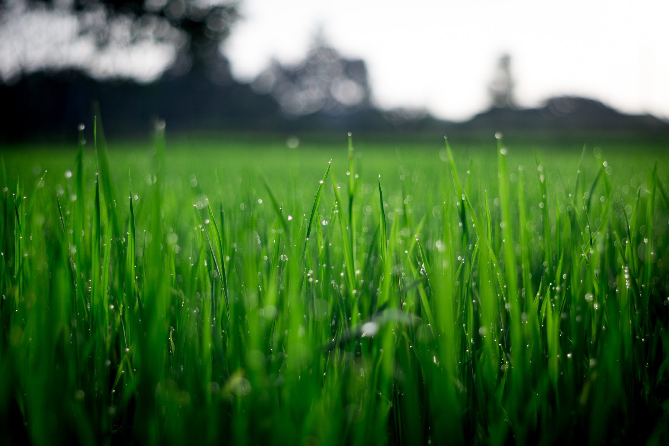 seasonal allergies St. louis sinus center 1