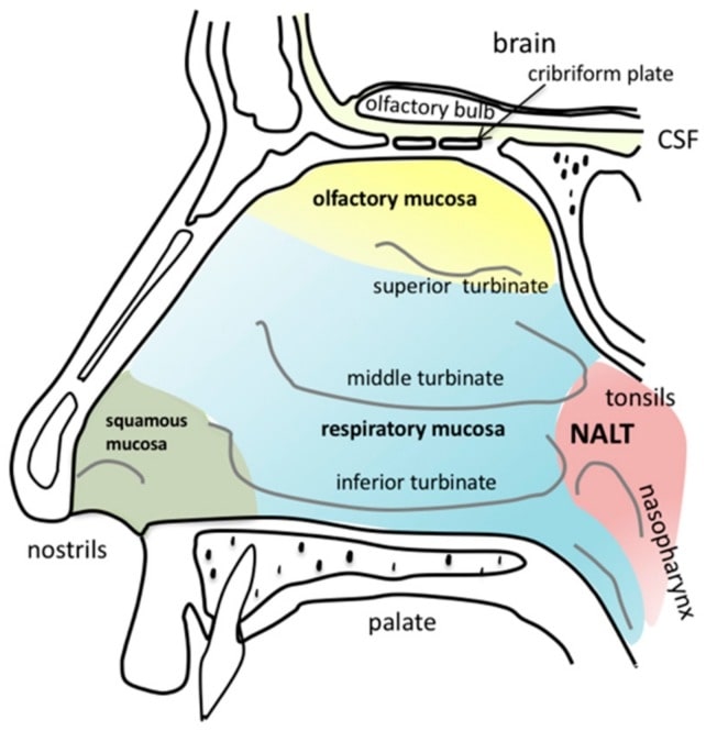 Anatomy of the human nasal cavity